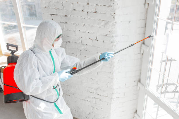 Why You Should Choose Our Mold Remediation Services in Albert Lea, MN